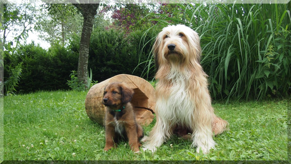 Wäller von der Straubenhalde